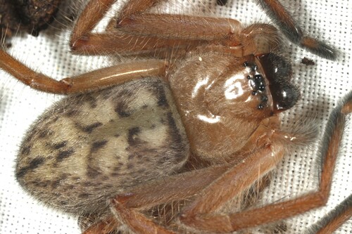 Social Huntsman Spider