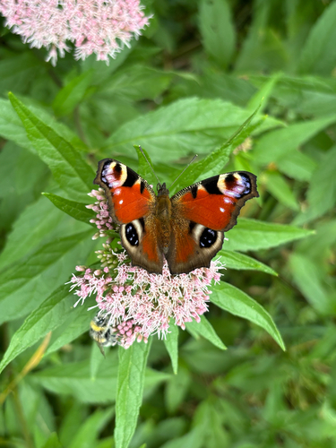 European Peacock Butterfly
