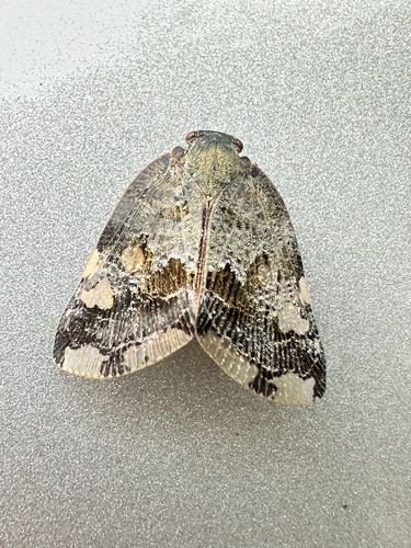 Black planthopper