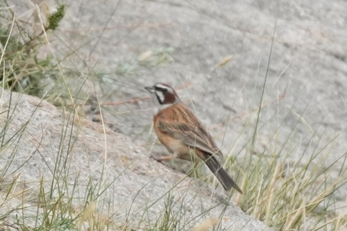 Meadow Bunting