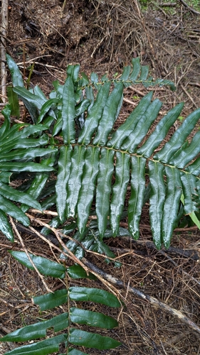 Hard Water-fern