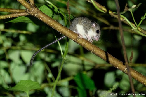 Greater Pencil-tailed Tree Mouse (Chiropodomys major) — Least Concern Mammalia