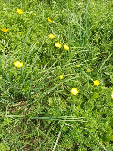 meadow buttercup