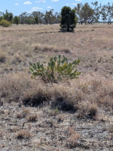 shell mound pricklypear