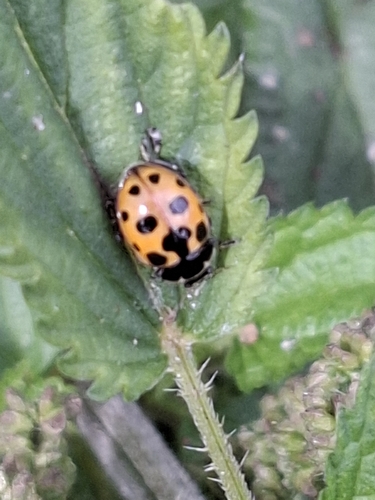 Notated Lady Beetle
