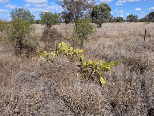 beach prickly pear