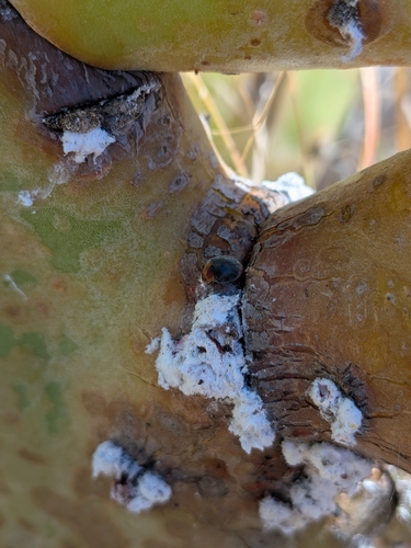 Mealybug Destroyer