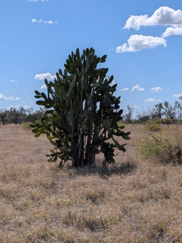 Woollyjoint Pricklypear