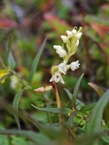 lesser rattlesnake plantain
