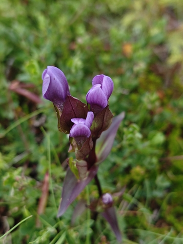 field gentian