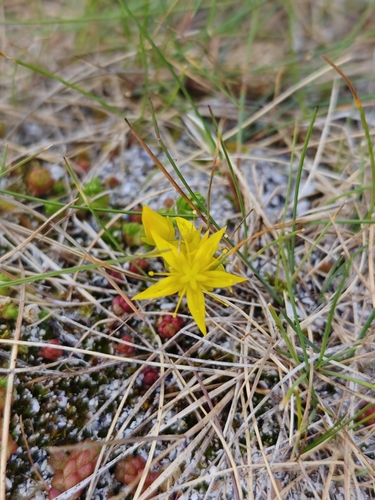 Biting Stonecrop