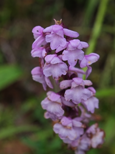 Fragrant Orchid