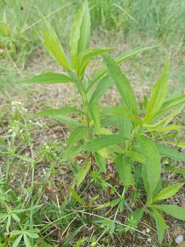 Canada goldenrod
