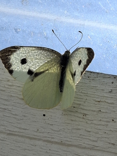 Large White