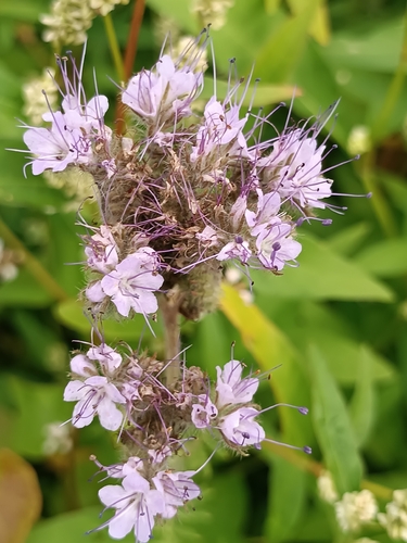 Lacy phacelia