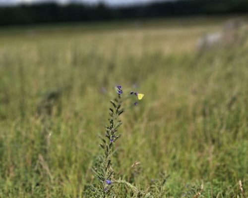 Pale Clouded Yellow