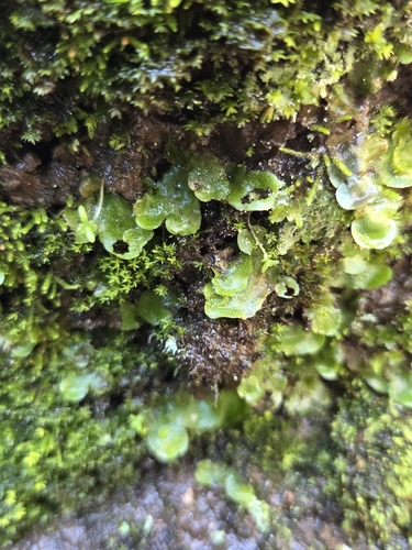 Crescent-cup liverwort