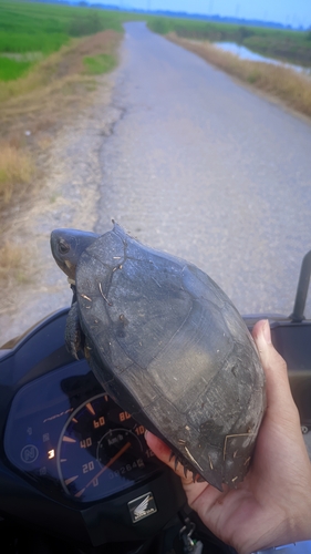 Black Marsh Turtle