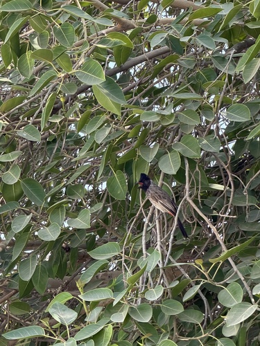 Red-vented Bulbul
