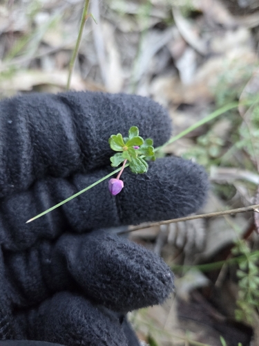 mountain pink-bells