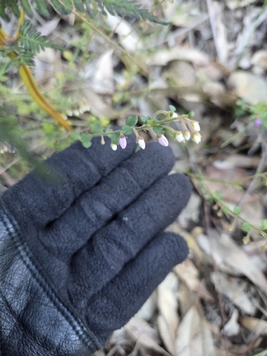 Pink-bells