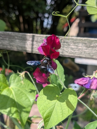 Xylocopa