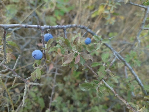 Blackthorn