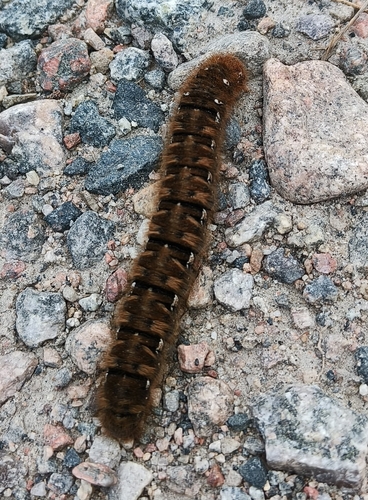 Oak Eggar