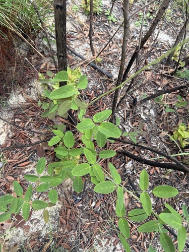 Clitoria mariana var. pubescentia