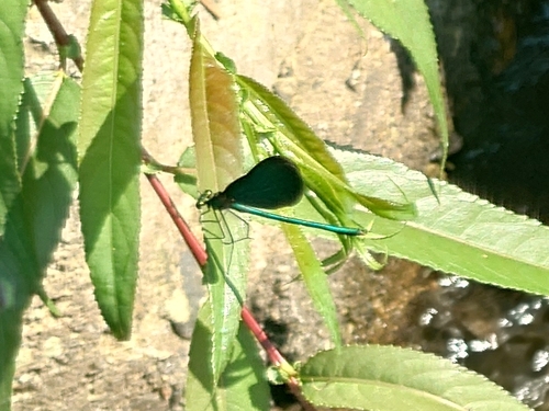 Beautiful Demoiselle