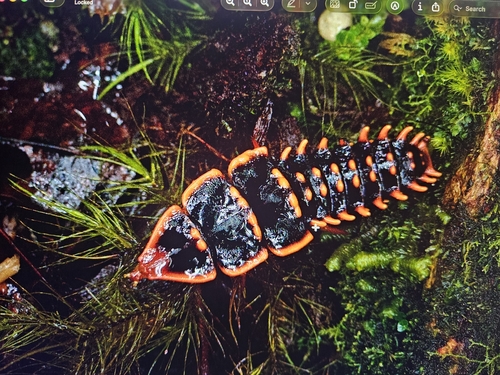 Platerodrilus svetae