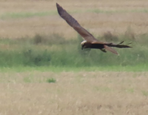 Western Marsh Harrier