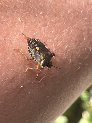 Forest Bug