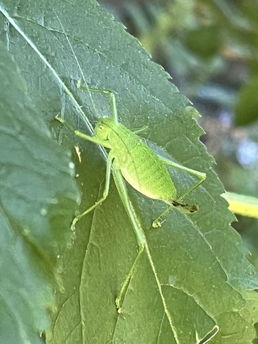 Schmidt's Bright Bush-cricket