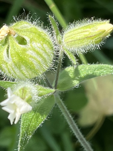 white campion