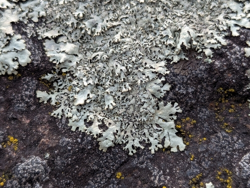 Shingled Rock Shield