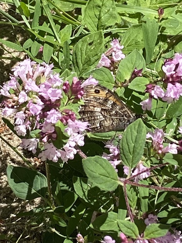 Grayling