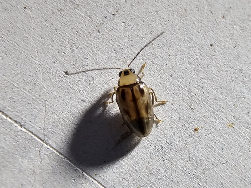 Monolepta scripta