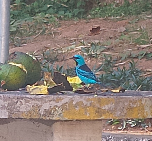 Blue Dacnis