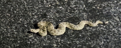 Prairie Rattlesnake