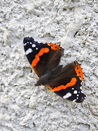 Red Admiral