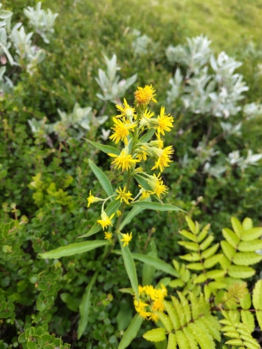 European goldenrod