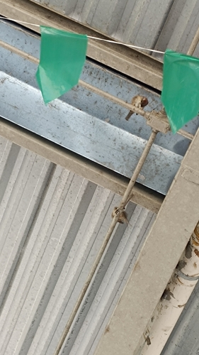 House Sparrow