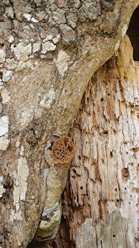 Nannotrigona testaceicornis