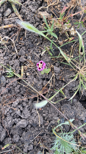 iNaturalist observation photo of tricolor monkeyflower