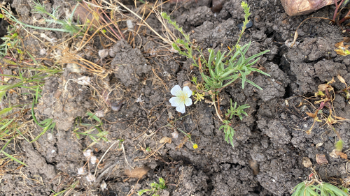 iNaturalist observation photo of Meadowfoams