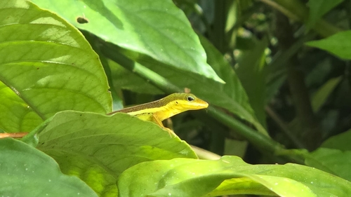 Krug's Anole