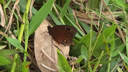 Puerto Rican calisto