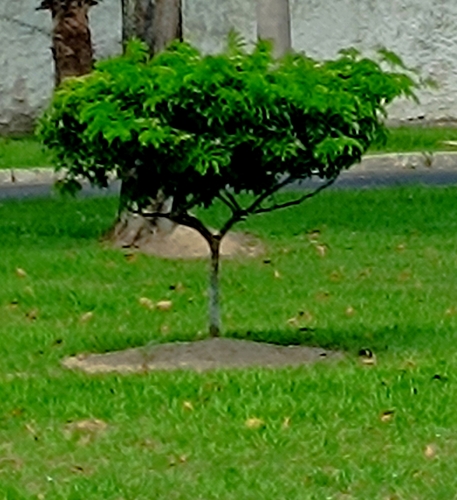 Brazilwood