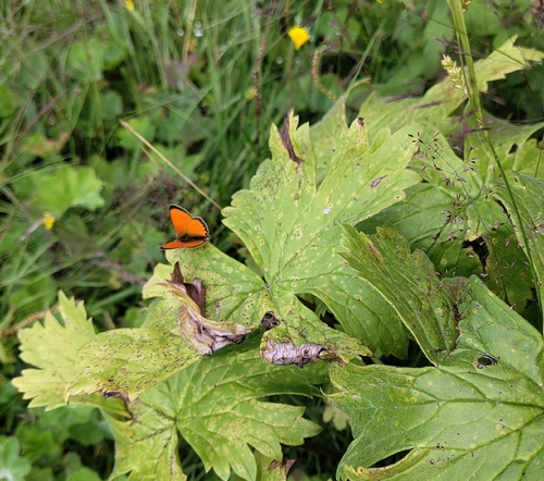 Scarce Copper
